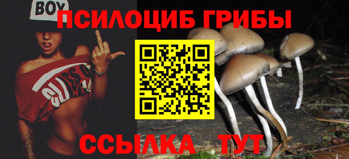 Галлюциногенные грибы Psilocybe Мичуринск